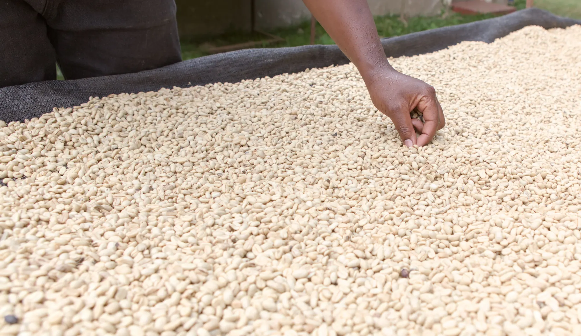 Example photo. Hand-sorting dried coffee beans. Photo: Harald Ulver, CC BY-SA 4.0.