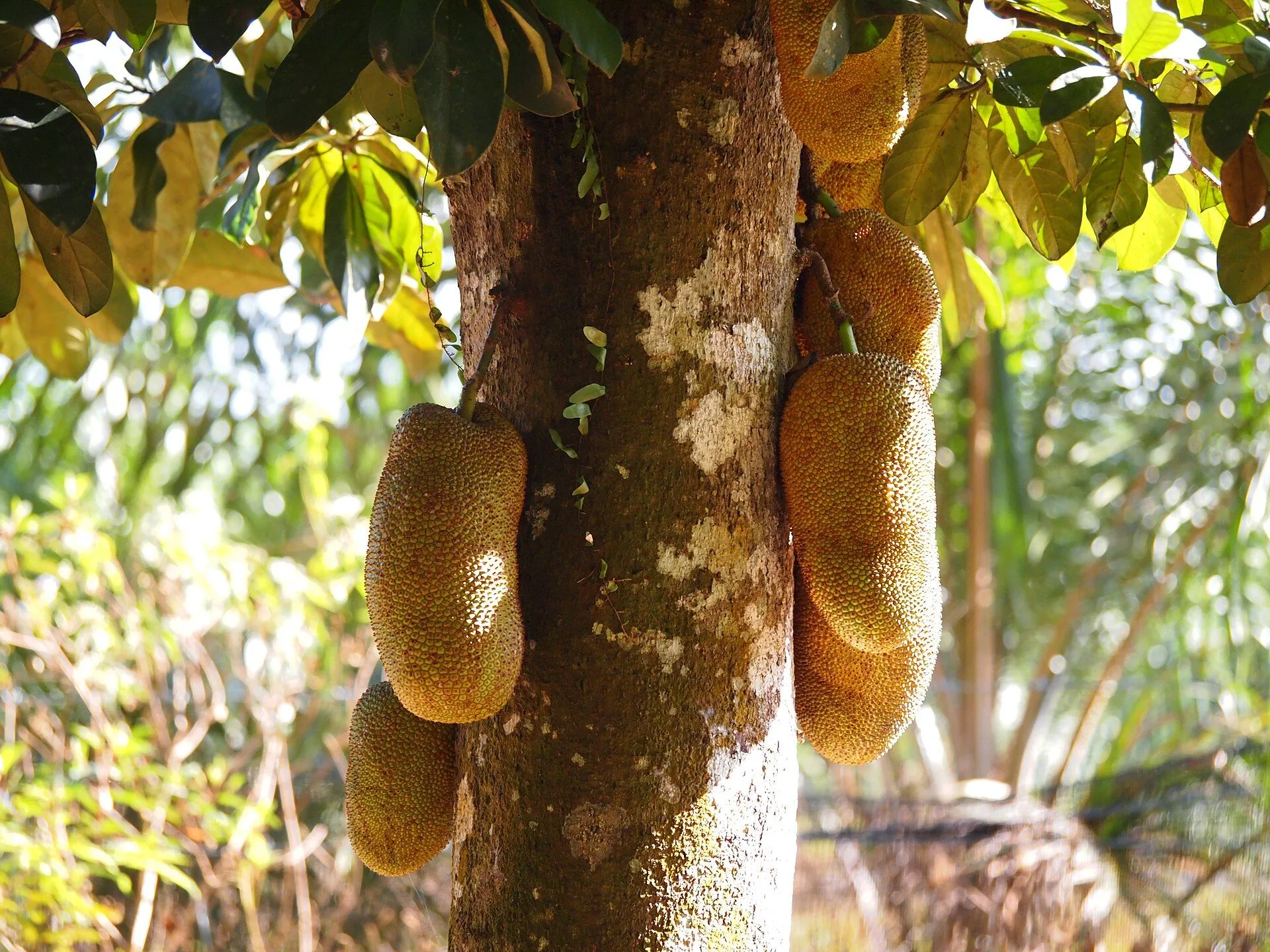Cempedak fruits on the trunk. Photo: Tu7uh, CC BY 3.0.