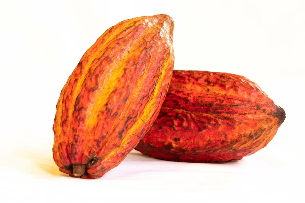 Ripe cocoa pods.