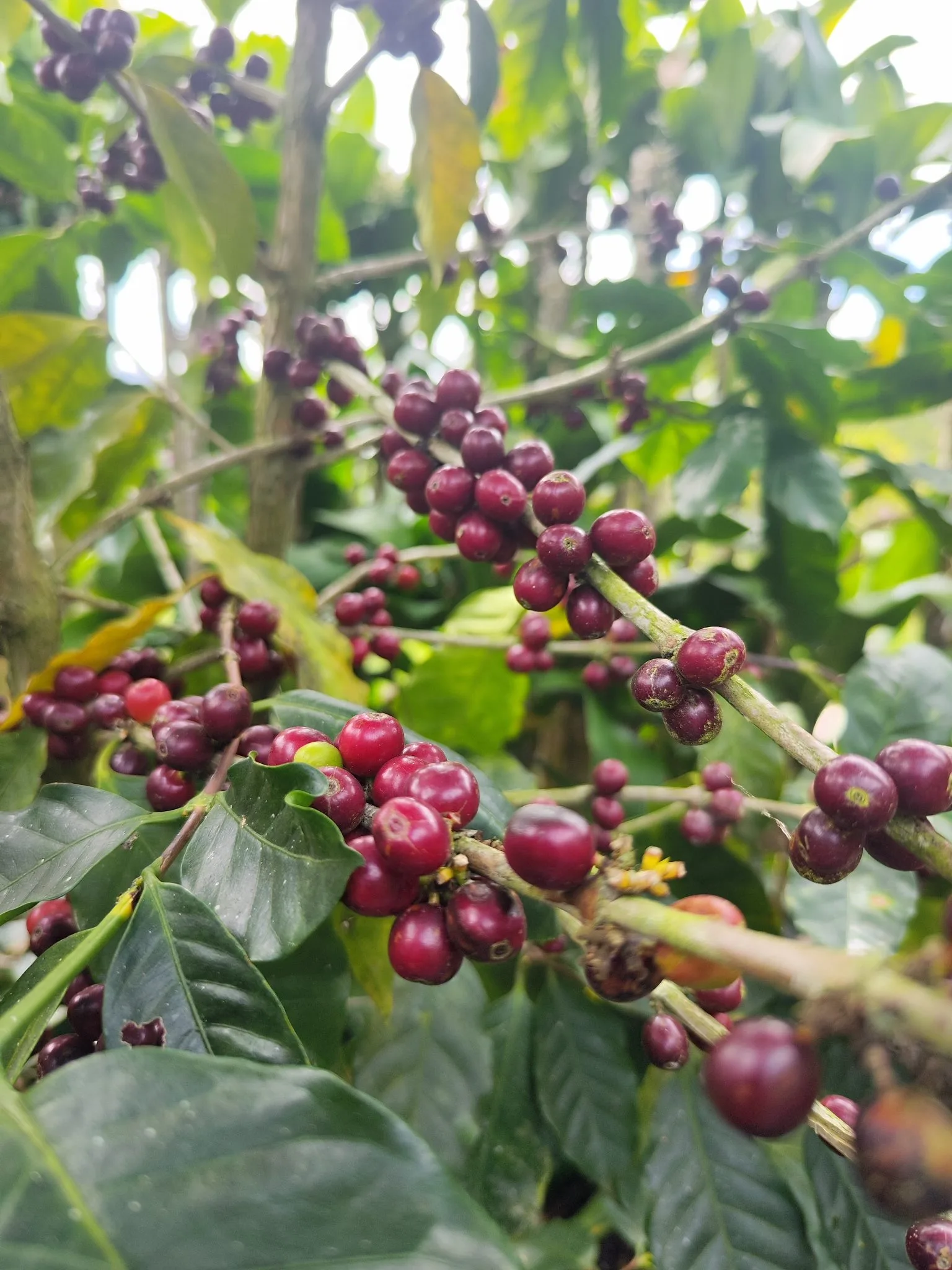 Coffee cherries on the branch.