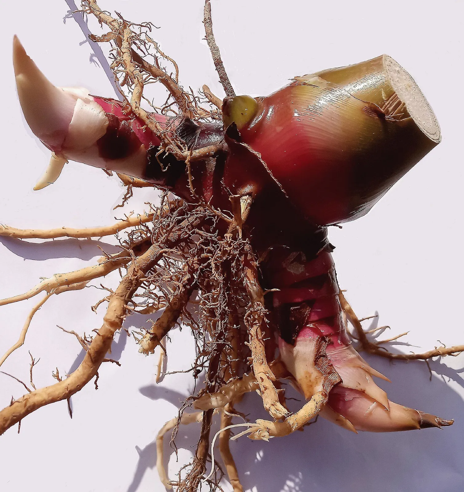 Red galangal