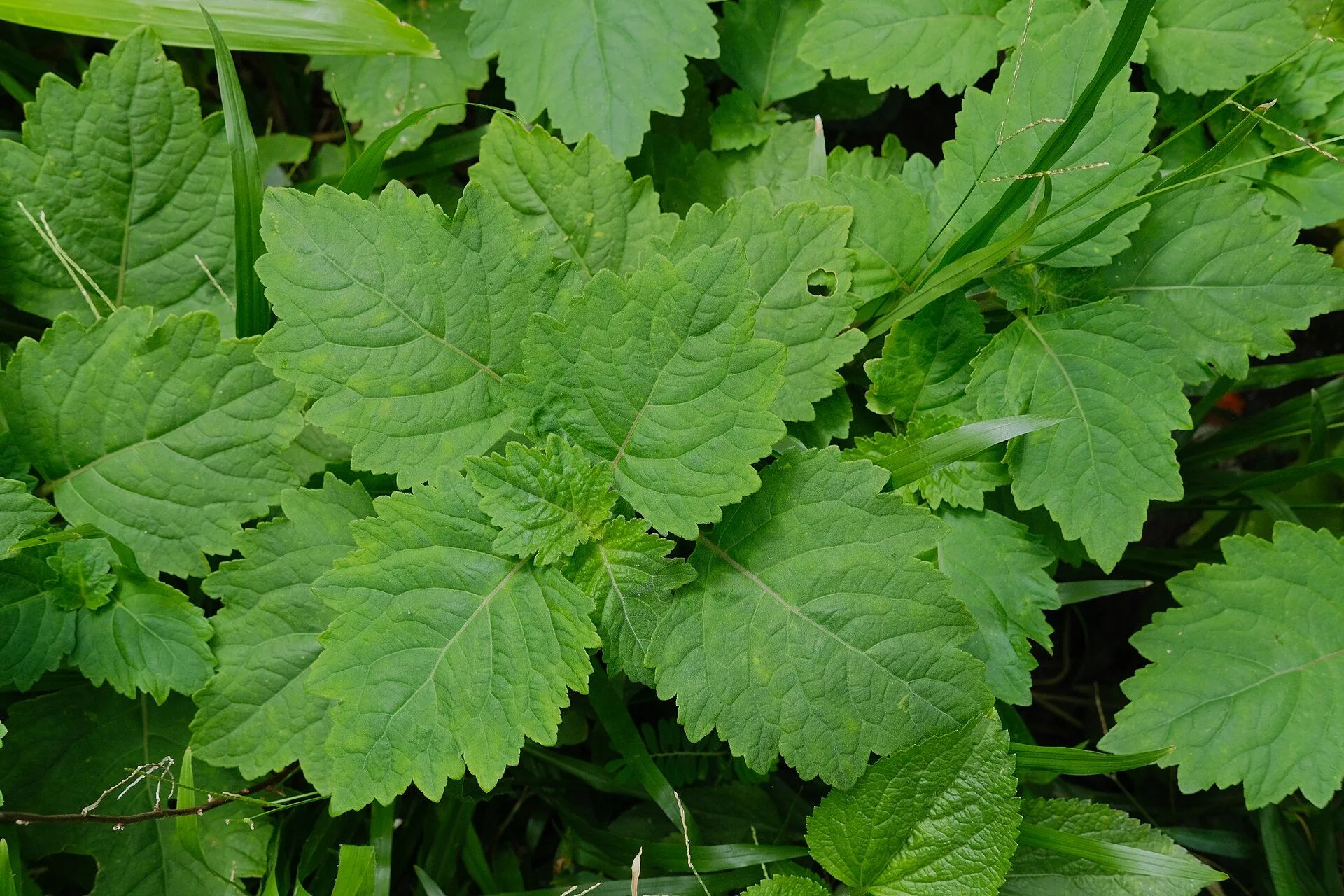 Fresh patchouli leaves. Photo: Ayuwadala, CC BY 4.0.